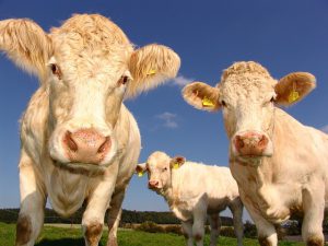 Agrobiodiversität