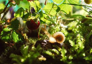 Garten voller Tiere